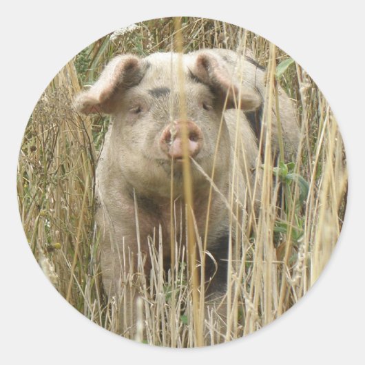 Niedlicher Schweineschrift Runder Aufkleber (Vorderseite)