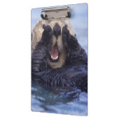 Niedlicher Seeotter | Alaska, USA Klemmbrett (Links)