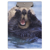 Niedlicher Seeotter | Alaska, USA Klemmbrett (Vorderseite)
