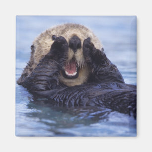 Niedlicher Seeotter Alaska, USA Magnet