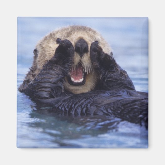 Niedlicher Seeotter | Alaska, USA Magnet (Vorne)