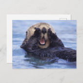 Niedlicher Seeotter | Alaska, USA Postkarte (Vorne/Hinten)