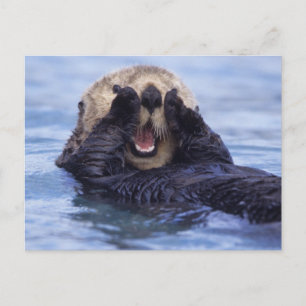 Niedlicher Seeotter   Alaska, USA Postkarte