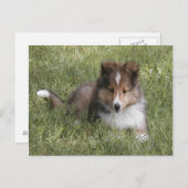 Niedlicher Shetland Sheepdog Welpe im Gras Postkarte (Vorne/Hinten)