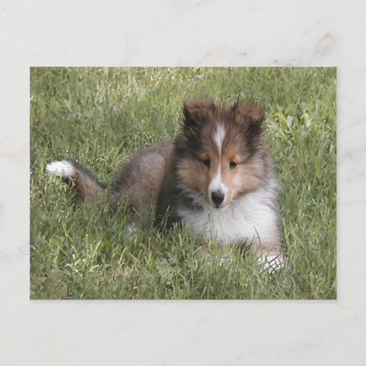 Niedlicher Shetland Sheepdog Welpe im Gras Postkarte (Vorderseite)
