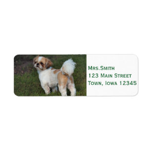 Niedlicher Shih Tzu