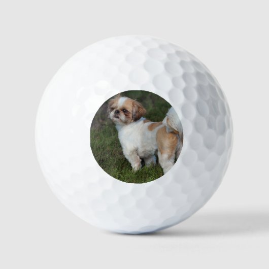 Niedlicher Shih tzu Golfball (Vorderseite)