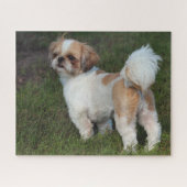 Niedlicher Shih-Tzu Puzzle (Horizontal)
