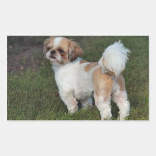 Niedlicher Shih Tzu Rechteckiger Aufkleber