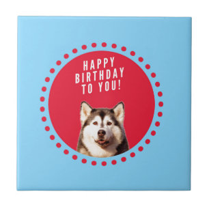 Niedlicher sibirischer Husky Happy Geburtstag blau Fliese