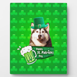 Niedlicher sibirischer Husky-Hund Hund St. Patrick Fotoplatte