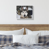 Niedlicher sibirischer Husky Leinwanddruck (Insitu (Schlafzimmer))