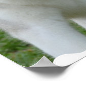 Niedlicher sibirischer Husky Poster (Ecke)