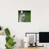 Niedlicher sibirischer Husky Poster (Heimbüro)