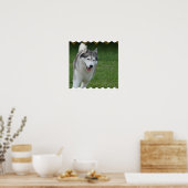 Niedlicher sibirischer Husky Poster (Küche)