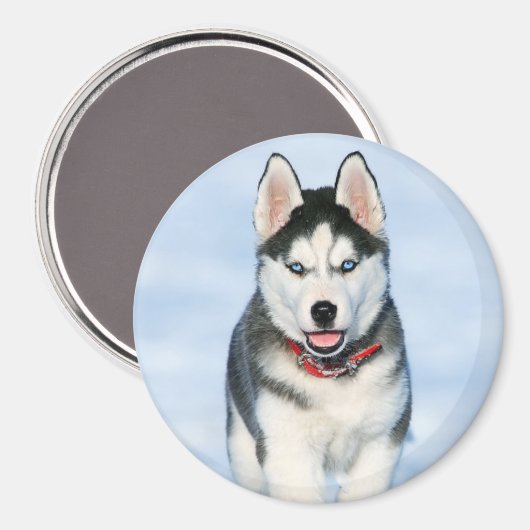 Niedlicher sibirischer Husky-Welpe-Hund im Schnee Magnet (Vorderseite/Rückseite)
