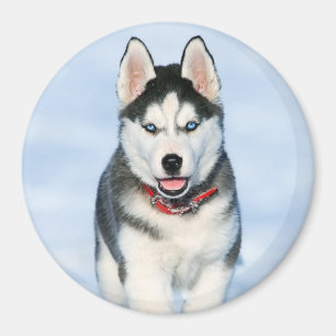 Niedlicher sibirischer Husky-Welpe-Hund im Schnee Magnet