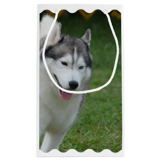 Niedlicher sibirischer Schlittenhund Kleine Geschenktüte (Rückseite)