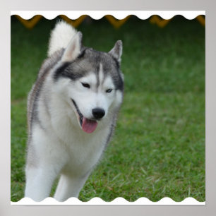 Niedlicher sibirischer Schlittenhund Poster