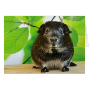 Niedlicher Silberfuchs Guinea Pig