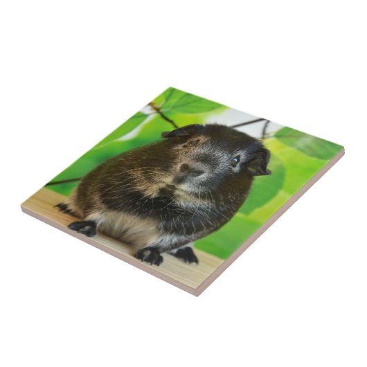 Niedlicher Silberfuchs Guinea Pig Fliese (Seite)
