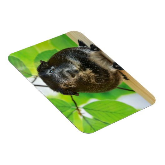 Niedlicher Silberfuchs Guinea Pig Magnet (Rechte Seite)