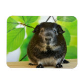 Niedlicher Silberfuchs Guinea Pig Magnet (Horizontal)