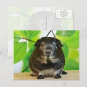 Niedlicher Silberfuchs Guinea Pig Postkarte (Vorne/Hinten)