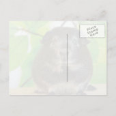 Niedlicher Silberfuchs Guinea Pig Postkarte (Rückseite)