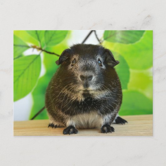 Niedlicher Silberfuchs Guinea Pig Postkarte (Vorderseite)