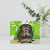 Niedlicher Silberfuchs Guinea Pig Postkarte (Stehend Vorderseite)