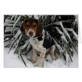 Niedlicher Snoopy Beagle Welpe Hund in Snow