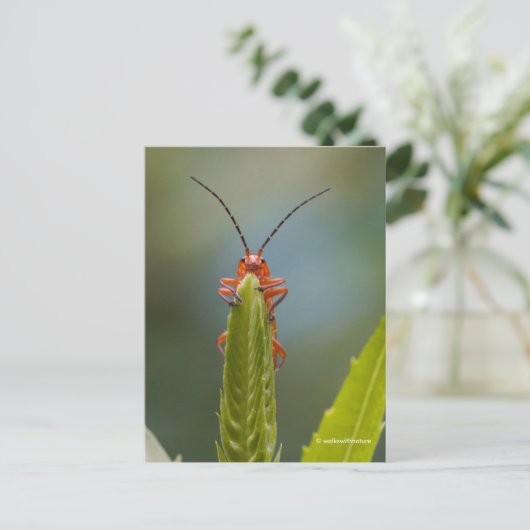 Niedlicher Soldat-Käfer auf dem falschen Drachenko Postkarte (Stehend Vorderseite)