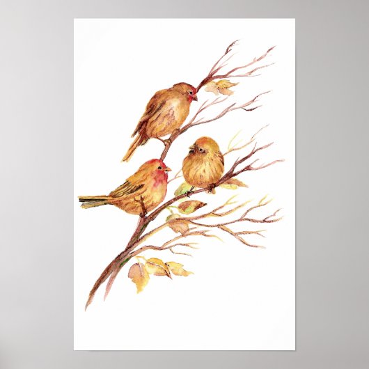 Niedlicher Song Sparrow, Bird, Garden, Tierart Poster (Vorne)