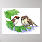 Niedlicher Song Sparrow, Bird, Garden, Tierart Poster (Vorne)