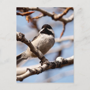Niedlicher Songbird Auf der Suche nach Frühling Postkarte