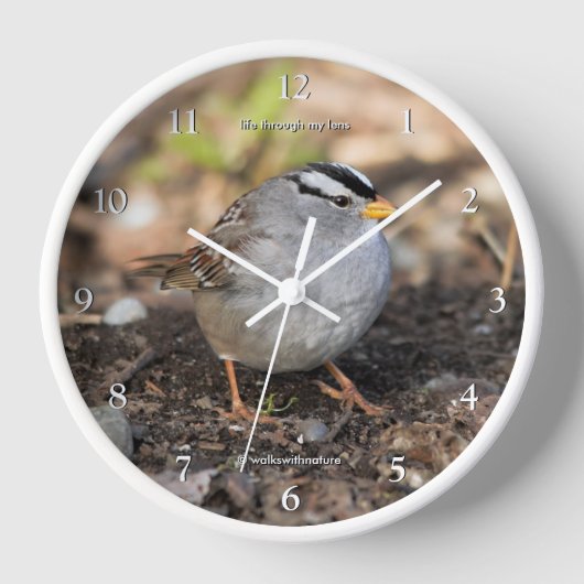Niedlicher Songvogel aus Weißkronen in Wintersonne Uhr (Vorderseite)