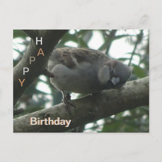 Niedlicher Sparrow Nah Up Happy Birthday Postcard Postkarte (Vorderseite)