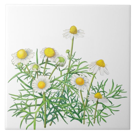 Niedlicher Spaß Vintage Chamomile-Blume Fliese (Vorderseite)