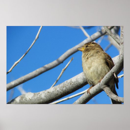 Niedlicher Spatz Poster (Vorne)