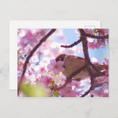 niedlicher Speck auf dem Kirschbaum Postkarte (Vorne/Hinten)