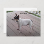 niedlicher Spielzeugfox-Terrier/Chihuahua-Hundepos Postkarte (Vorne/Hinten)