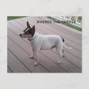 niedlicher Spielzeugfox-Terrier/Chihuahua-Hundepos Postkarte