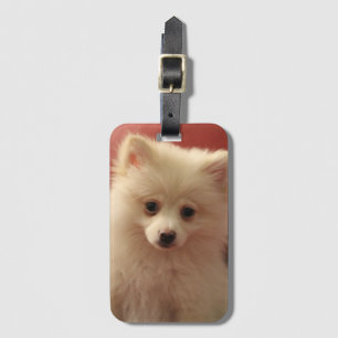 Niedlicher Spitz Gepäckanhänger