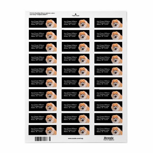 Niedlicher Spitz Hund (Vorne)