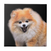 Niedlicher Spitz Hund Fliese (Vorderseite)