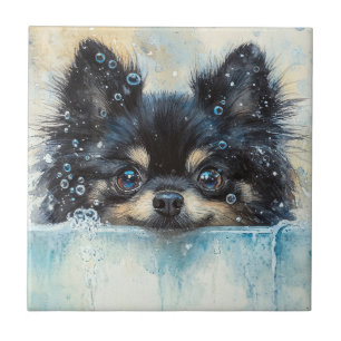 Niedlicher Spitz Hund in der Badewanne Fliese