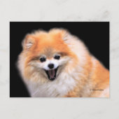 Niedlicher Spitz Hund Postkarte (Vorderseite)
