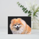 Niedlicher Spitz Hund Postkarte (Stehend Vorderseite)