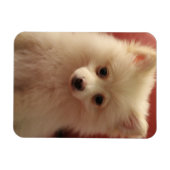 Niedlicher Spitz Magnet (Horizontal)